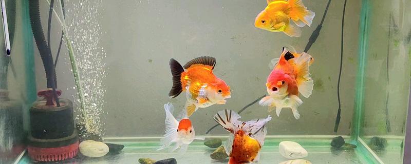 怎么判断金鱼饿了，会有把头露出水面的现象