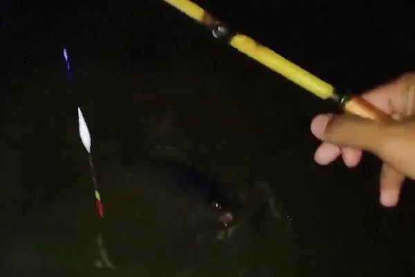 夜钓为什么没口,常见低温、饵料不适、调漂不灵等原因