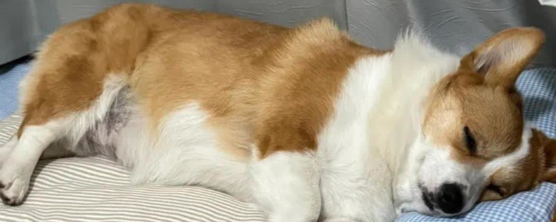 狗狗做绝育手术前后的准备，手术前做血常规和生化检查