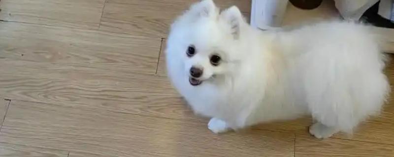 白博美犬的价格，纯种的价格在2000元左右