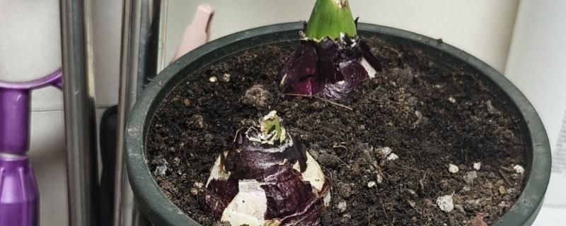 风信子种球如何保存，把它放到湿润的细沙中保存