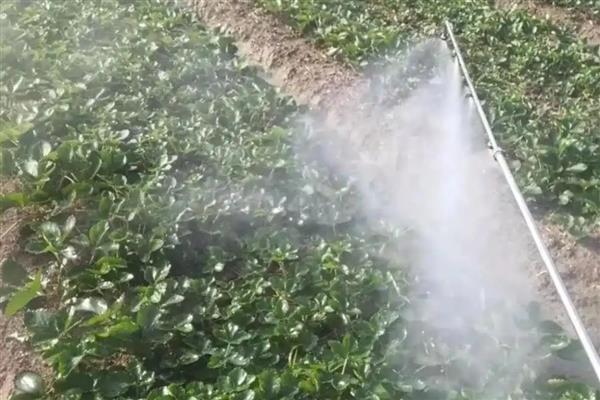 春雷霉素的作用，主要用于防治苹果黑星病、银叶病等