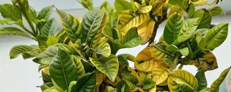 栀子花的常见病害怎么防治，发病初期及时将病叶摘除