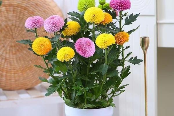 菊花夏季长得太高如何修剪，剪短过高、过长枝可以节省养分