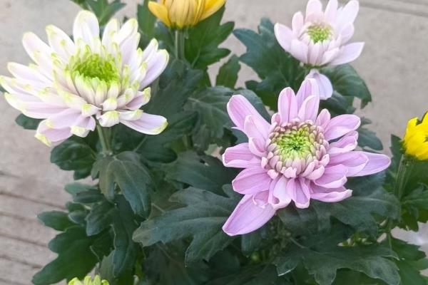 菊花夏季长得太高如何修剪，剪短过高、过长枝可以节省养分