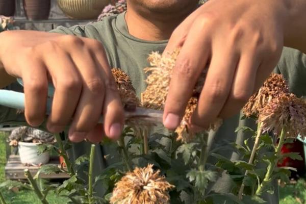 菊花夏季长得太高如何修剪，剪短过高、过长枝可以节省养分