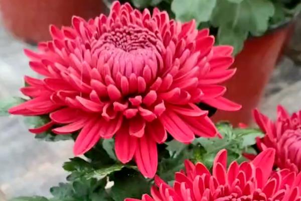 菊花夏季长得太高如何修剪，剪短过高、过长枝可以节省养分