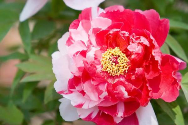 芍药花叶子长白霜的原因,可能是感染白粉病