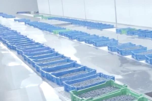 蓝莓的保存方法，放在低温的环境下保存