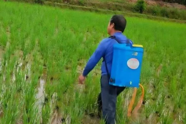 芸苔素有什么作用,可促进作物生长