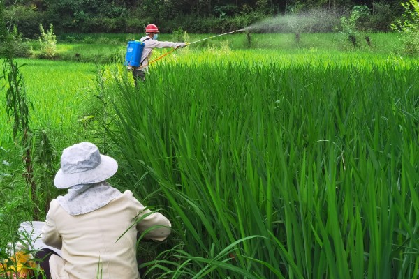 芸苔素有什么作用,可促进作物生长
