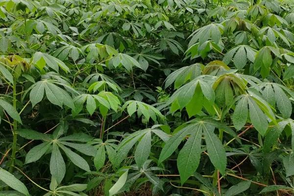 木薯多久浇水一次，露地种植一般10-15天浇水一次
