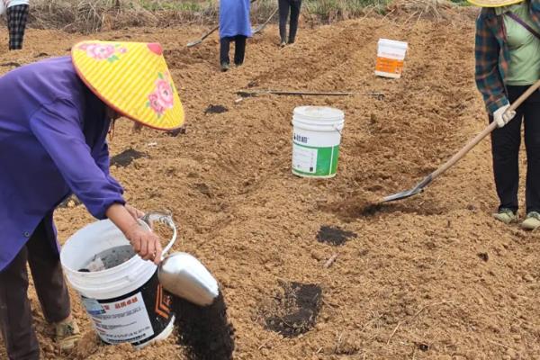 木薯多久浇水一次，露地种植一般10-15天浇水一次
