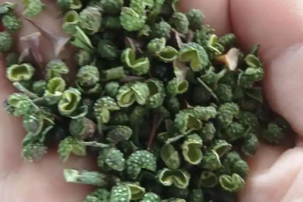 红花椒和青花椒的区别,麻味、颜色、气味等方面不同