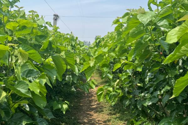种桑葚施哪种肥，要施催芽肥、夏肥等