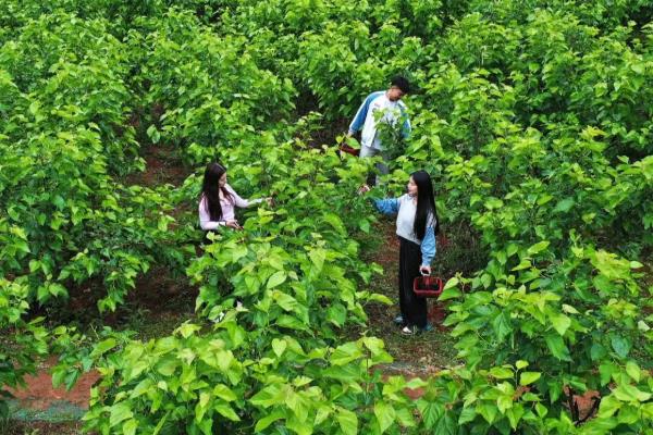 种桑葚施哪种肥，要施催芽肥、夏肥等