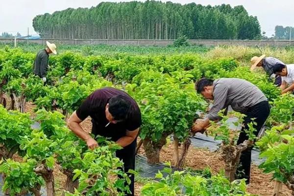 种桑葚施哪种肥，要施催芽肥、夏肥等