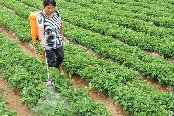 花生后期黄叶打什么叶面肥,打尿素、磷酸二氢钾溶液等