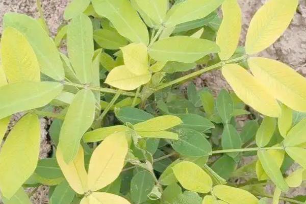 花生后期黄叶打什么叶面肥,打尿素、磷酸二氢钾溶液等