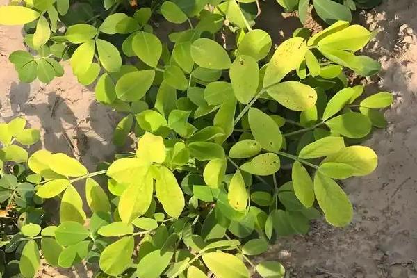 花生后期黄叶打什么叶面肥,打尿素、磷酸二氢钾溶液等
