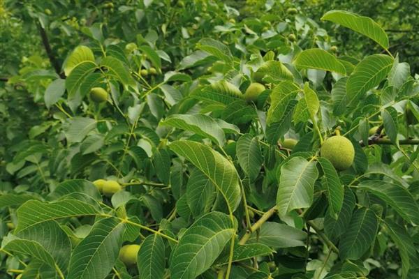 核桃空苞的原因及预防方式，可能是环境不适或授粉不良所致