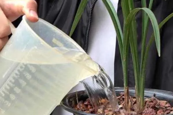 兰花的花期，品种繁多花期也不尽相同