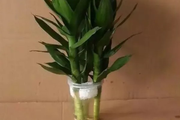 莲花竹为什么要养三棵,三棵寓意着运势节节高升