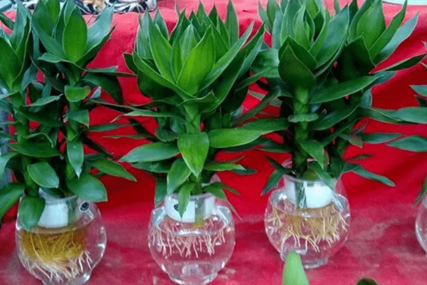 莲花竹为什么要养三棵,三棵寓意着运势节节高升