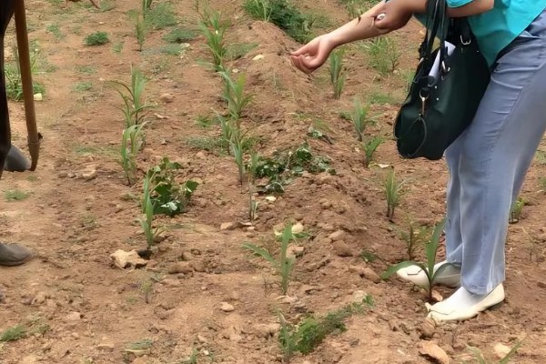 玉米苗叶尖干枯的原因，多是由于玉米苗枯病导致的