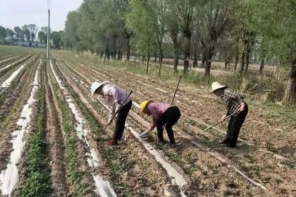 玉米苗叶尖干枯的原因，多是由于玉米苗枯病导致的