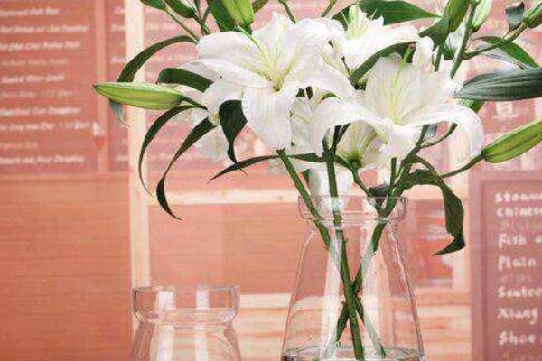 水插百合花可以活多久，通常是7-20天