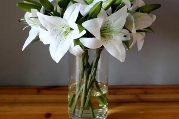 水插百合花可以活多久，通常是7-20天