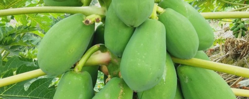 木瓜的常见品种，有番木瓜、毛叶木瓜等