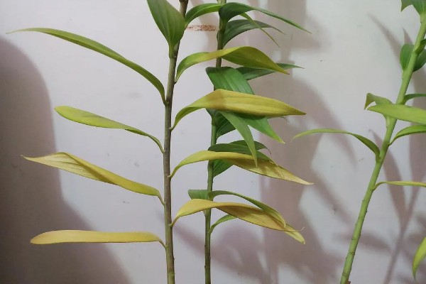 水插百合花可以活多久，通常是7-20天