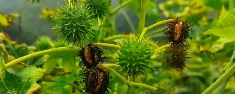 蓖麻的田间选种方法，在8月中下旬选种
