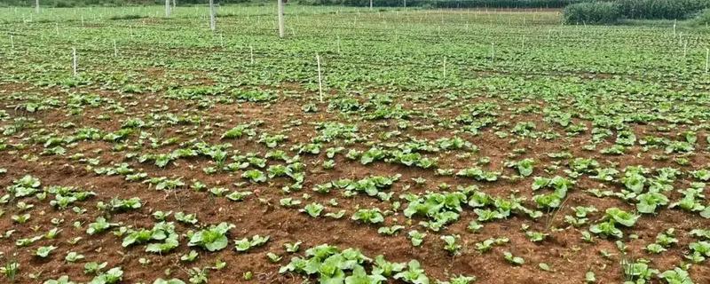 白菜的移栽技术要点，定植后一周做好查苗补苗工作
