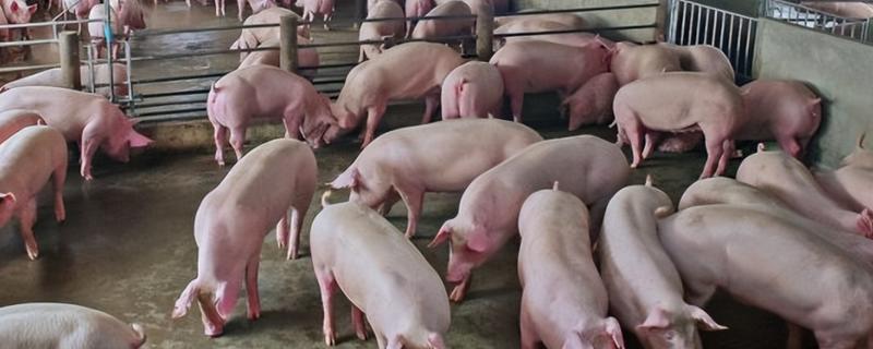 母猪太胖如何减肥，可以在饲料中加入氯化钙