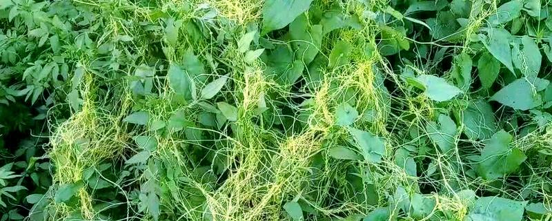 菟丝子种的太密了怎么解决，要适当的拔除一些