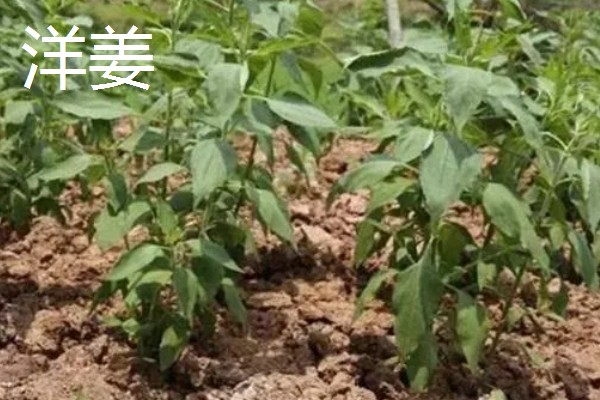 蔬菜中哪些比较抗旱，有秋葵、大蒜等