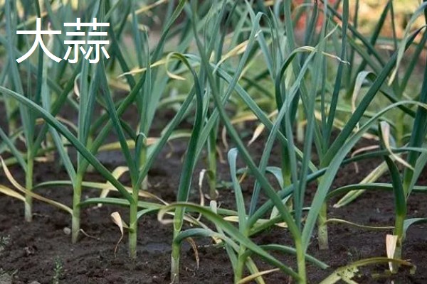 蔬菜中哪些比较抗旱，有秋葵、大蒜等