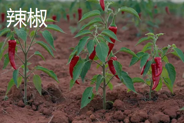 蔬菜中哪些比较抗旱，有秋葵、大蒜等