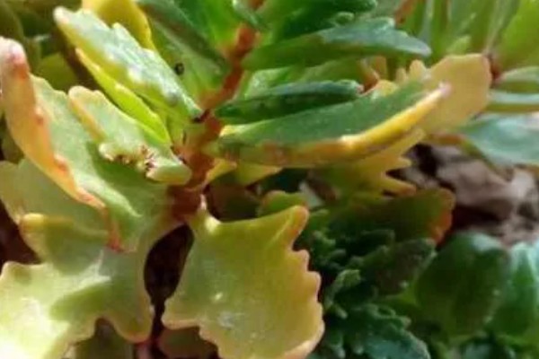 长寿花冬季施哪种肥，只需要施加少量的磷钾肥料