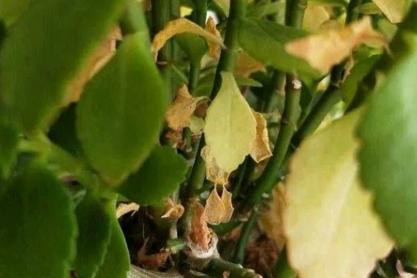 长寿花冬季施哪种肥，只需要施加少量的磷钾肥料