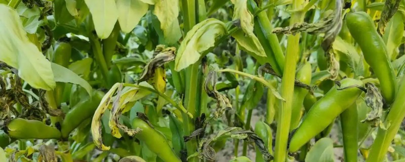 蚕豆卷叶病打哪种农药，可选择菌毒清