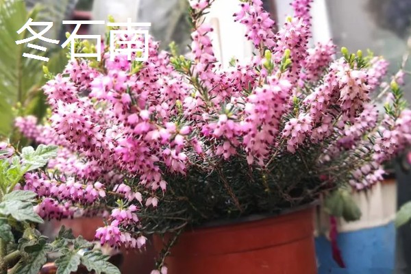 耐冻好养活的四季盆栽有哪些，有冬石南、铁线莲等