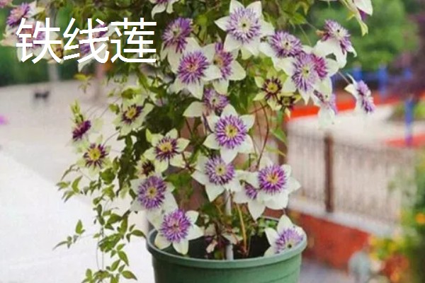 耐冻好养活的四季盆栽有哪些，有冬石南、铁线莲等