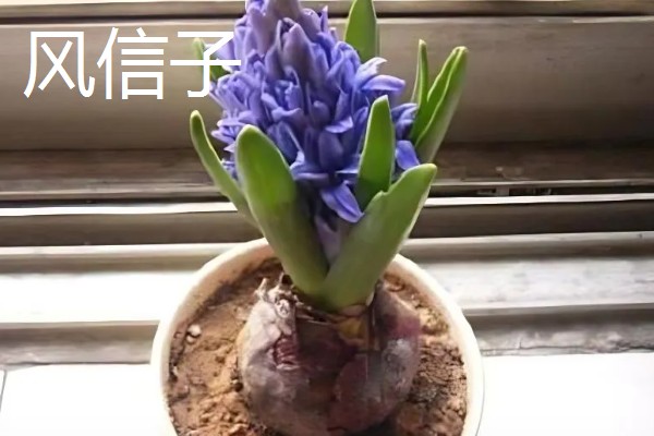 耐冻好养活的四季盆栽有哪些，有冬石南、铁线莲等