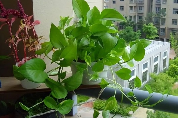 绿萝叶子发黄长黑斑的原因，可能是病虫害所致