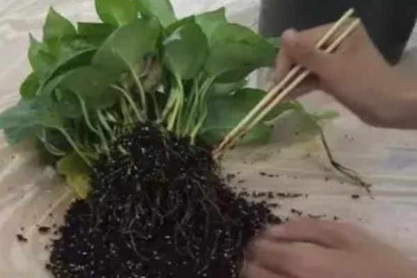 绿萝叶子发黄长黑斑的原因，可能是病虫害所致