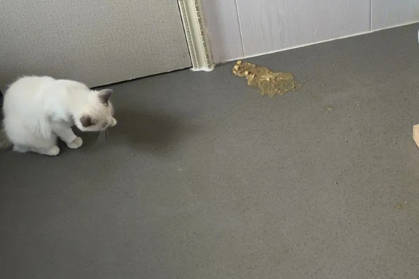 猫呕吐拉稀的原因，可能喝了冷水所致